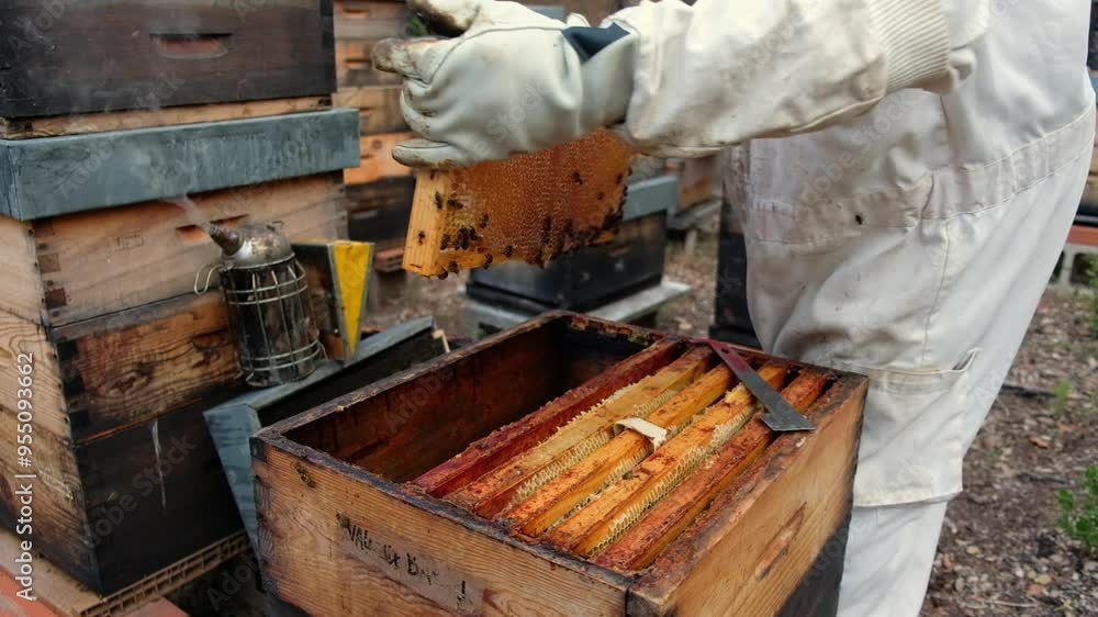 A beekeeper carefully removes a honeycomb filled with golden honey from the hive in a vibrant forest clearing. A beekeeper carefully removes a honeycomb filled with golden honey from the hive in a vibrant forest clearing.