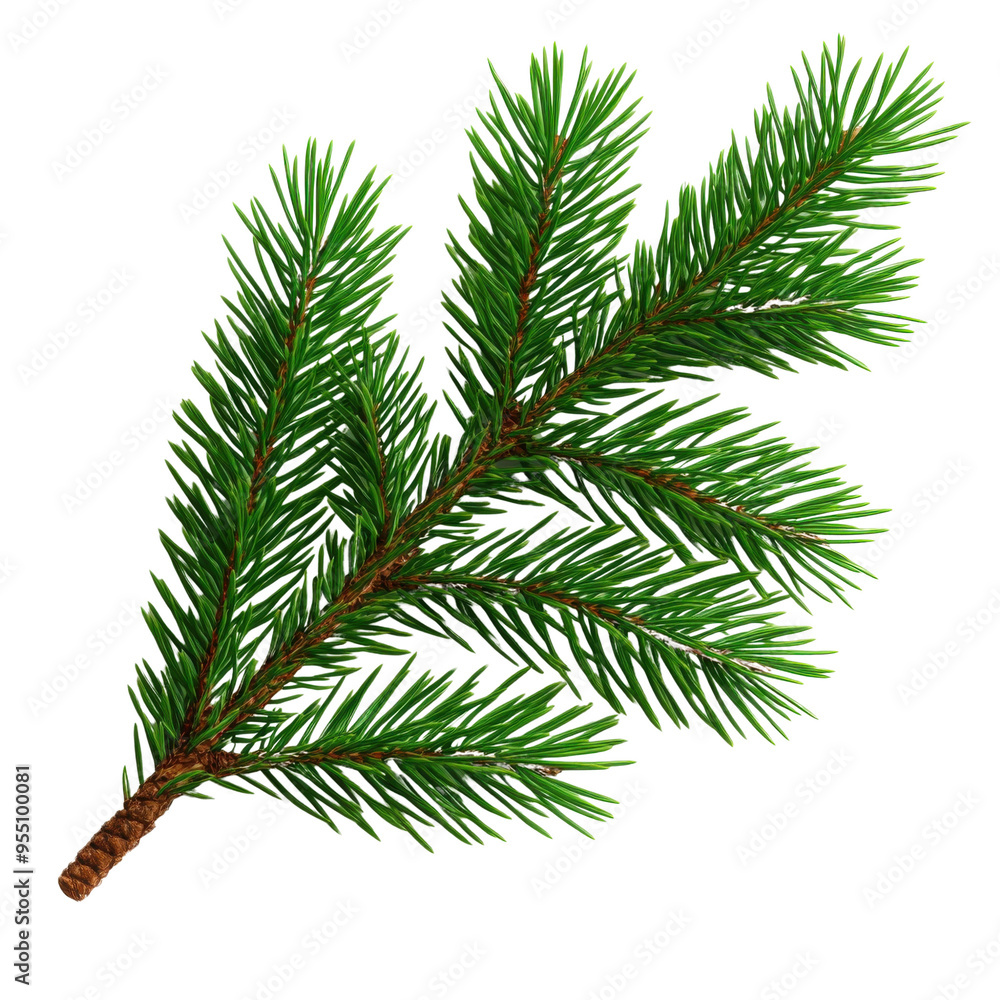 Naklejka premium A close-up of a fresh evergreen branch showcasing vibrant green needles, perfect for seasonal and nature-themed designs.