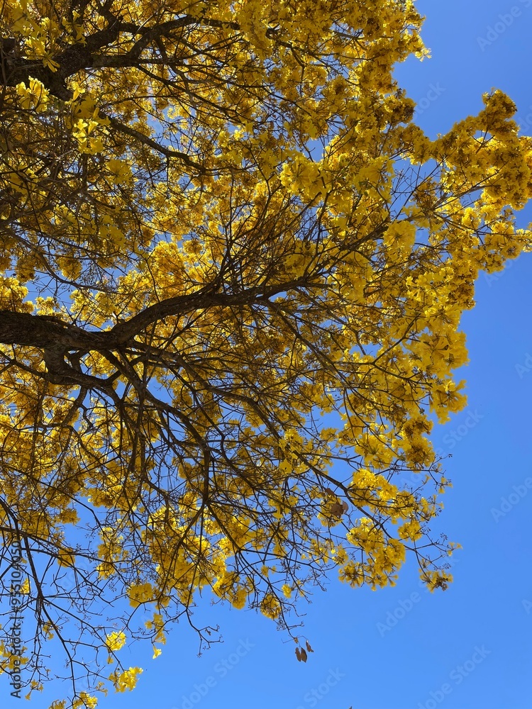 Ipê amarelo Ipê amarelo