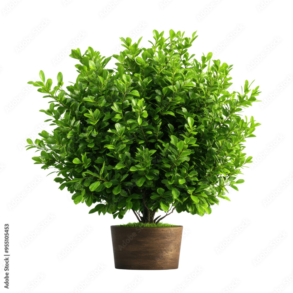A vibrant green decorative plant in a rustic pot, perfect for home or office decor, adding a touch of nature indoors. A vibrant green decorative plant in a rustic pot, perfect for home or office decor, adding a touch of nature indoors.