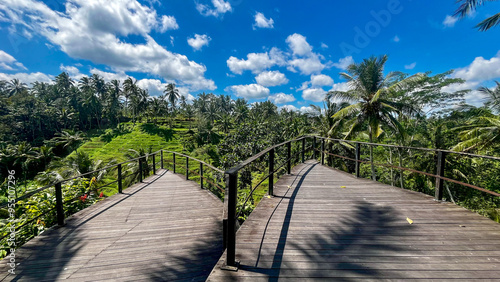 Palm tree shadow reflection on a rice terrace in Bali, Indonesia