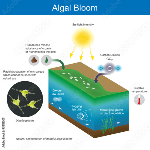 Algal Bloom. Natural phenomenon of harmful algal blooms (HABs), known as seawater colour change.