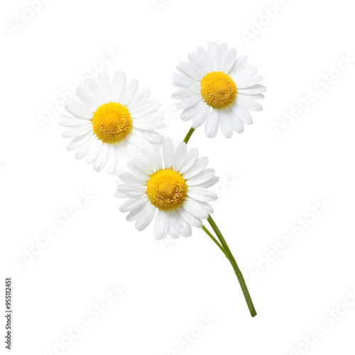 chamomile or daisies isolated on transparent background with clipping path. Set or collection.
