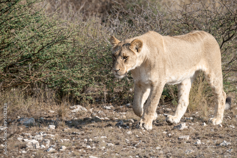 Fototapeta premium Lions in bwa