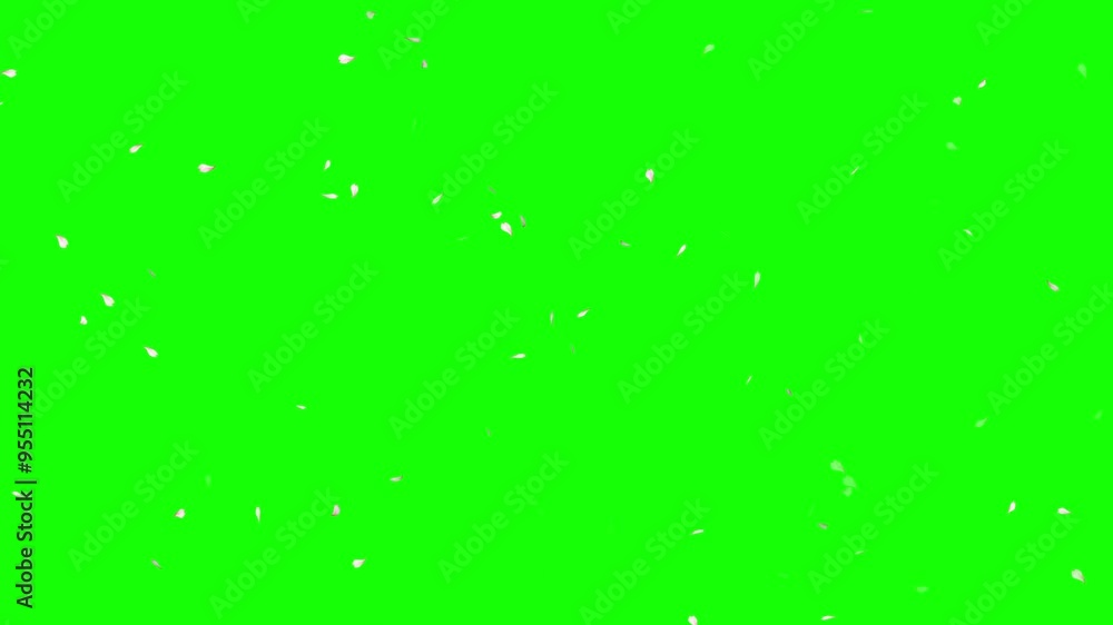 Cherry Blossom Petals Falling on a green background, Cherry petals falling top quality animated on green screen 4k, Chroma key green background, Valentine's day and wedding concept animation. Cherry Blossom Petals Falling on a green background, Cherry petals falling top quality animated on green screen 4k, Chroma key green background, Valentine's day and wedding concept animation.
