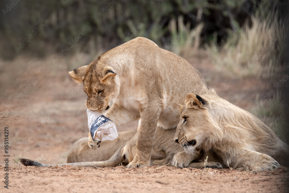 Lions in bwa Lions in bwa