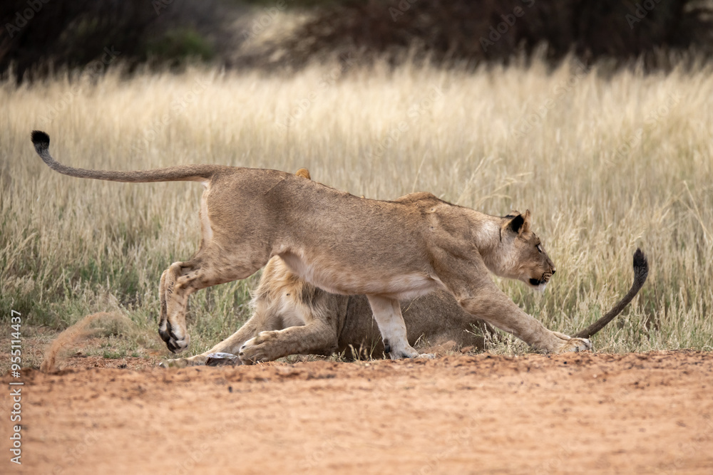 Lions in bwa Lions in bwa