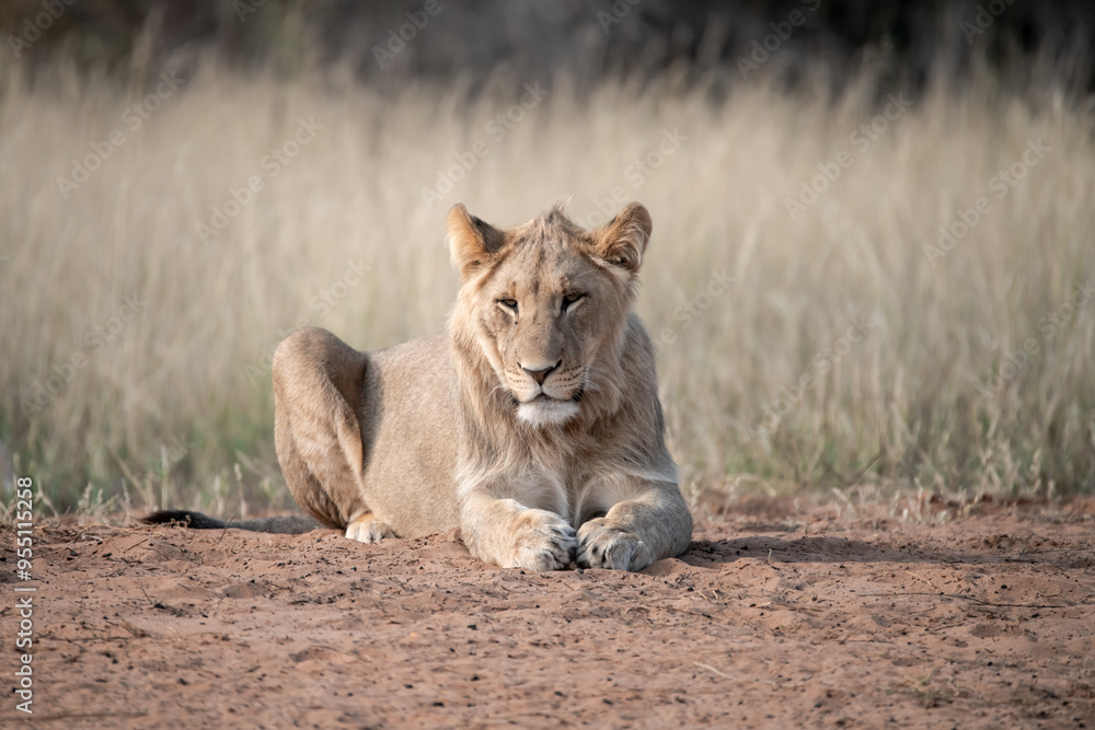 Naklejka premium Lions in bwa