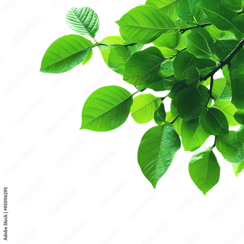 Vibrant green leaves showcasing the beauty of nature, perfect for eco-friendly and botanical themes. Vibrant green leaves showcasing the beauty of nature, perfect for eco-friendly and botanical themes.