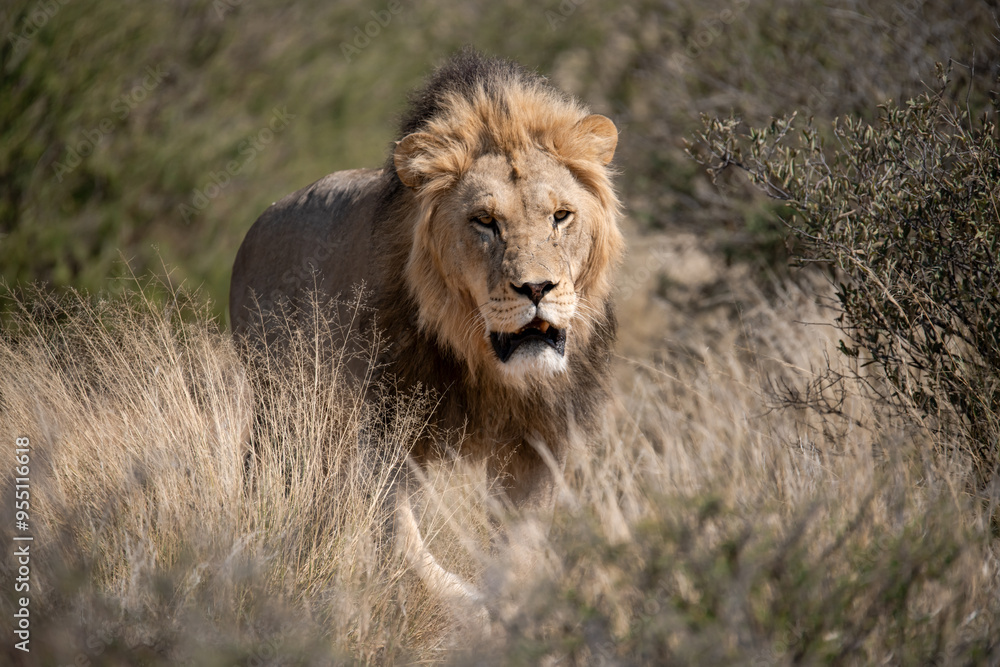 Lions in BWA Lions in BWA