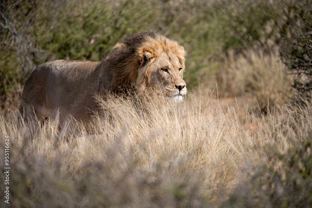 Naklejka premium Lions in BWA