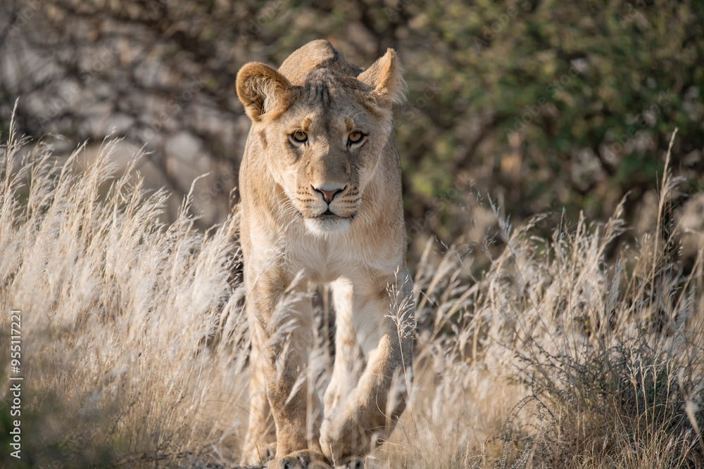 Naklejka premium Lions in BWA