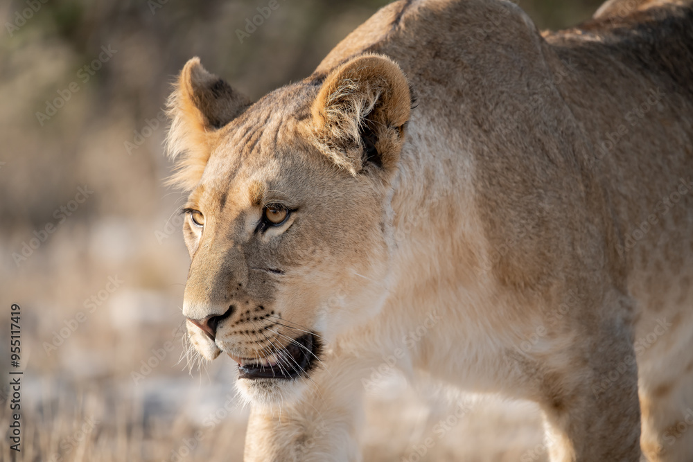 Naklejka premium Lions in BWA