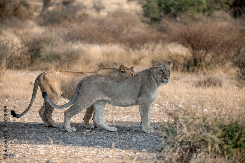 Lions in BWA Lions in BWA