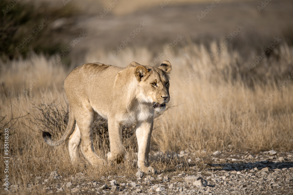 Obraz premium Lions in BWA