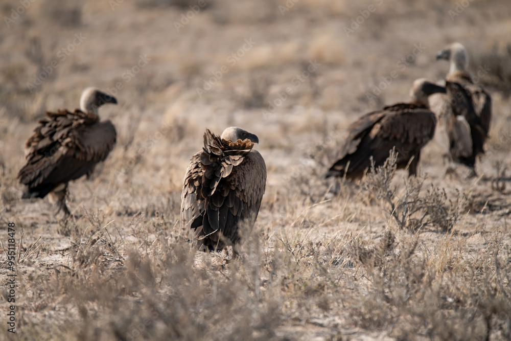 African Birds African Birds