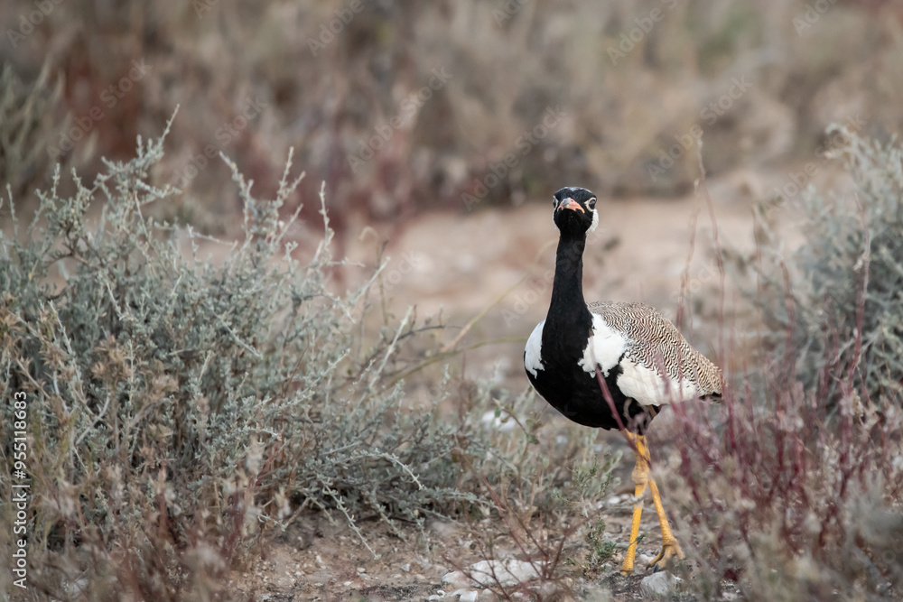 Obraz premium African Birds