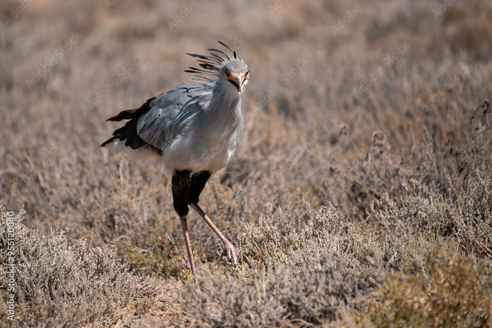 African Birds African Birds