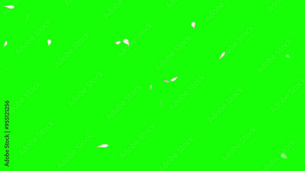 Cherry Blossom Petals Falling on a green background, Cherry petals falling top quality animated on green screen 4k, Chroma key green background, Valentine's day and wedding concept animation. Cherry Blossom Petals Falling on a green background, Cherry petals falling top quality animated on green screen 4k, Chroma key green background, Valentine's day and wedding concept animation.