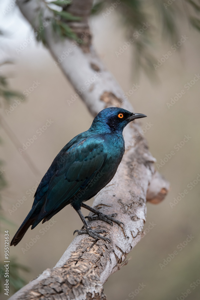 Obraz premium African Birds