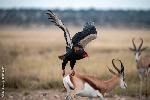 African Birds