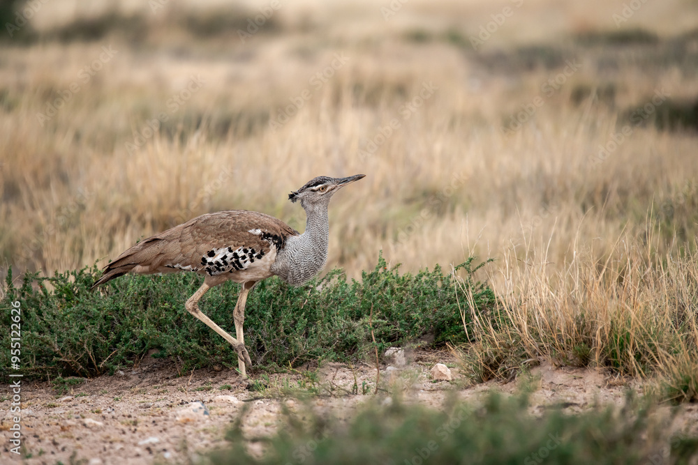 African Birds African Birds