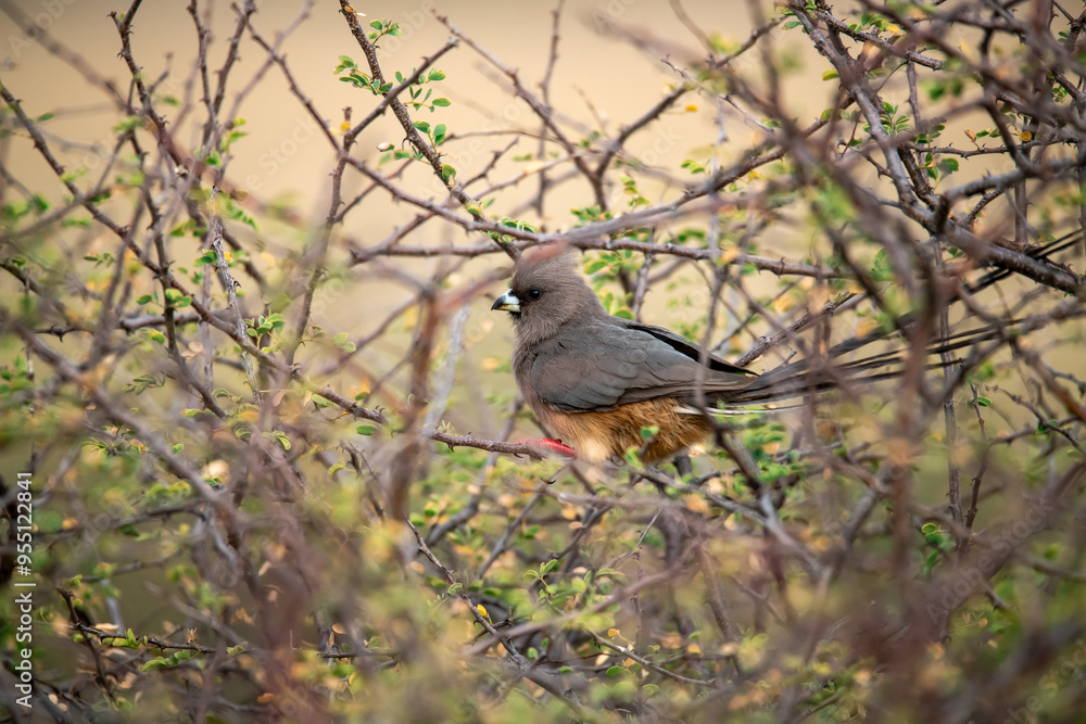 Fototapeta premium African Birds