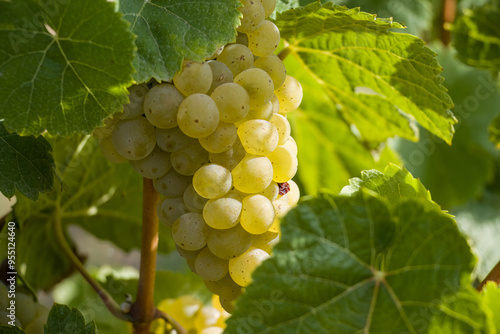 Photos Seyval Blanc grapes hanging on a vine.