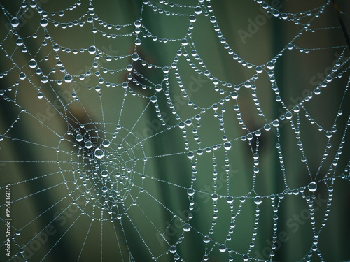 spider web with dew drops photo