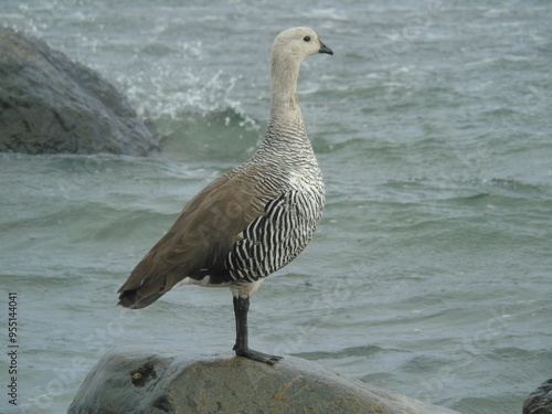 Caiquen Magallane's Goose