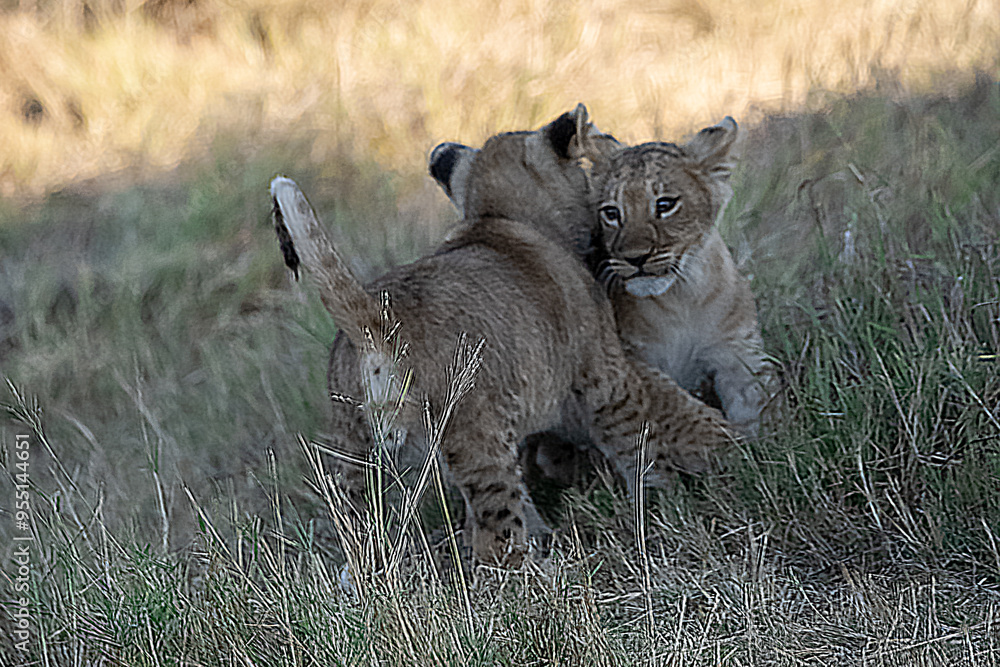 Fototapeta premium Lions in BWA