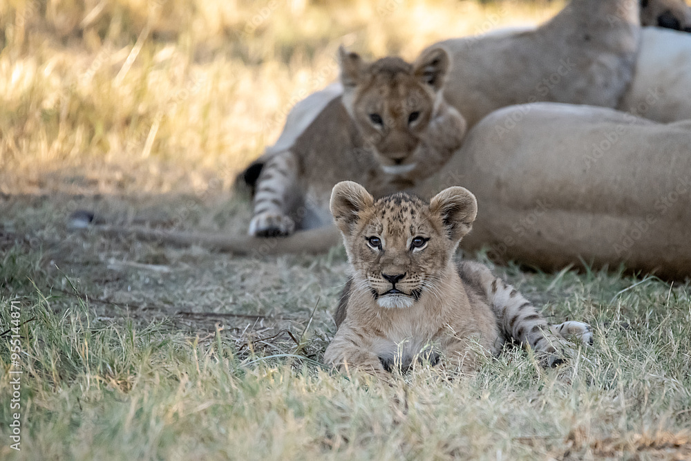 Obraz premium Lions in BWA