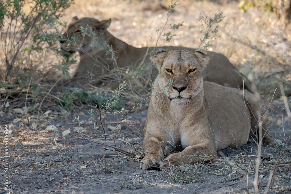 Lions in bwa Lions in bwa