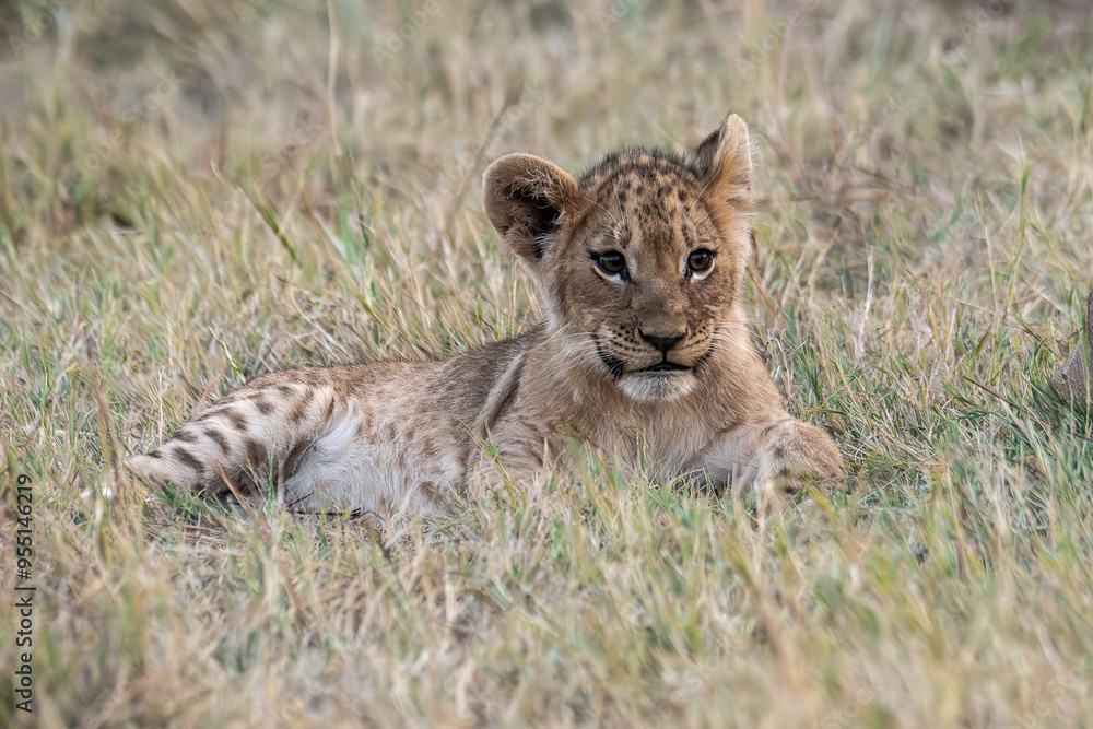 Obraz premium Lions in bwa