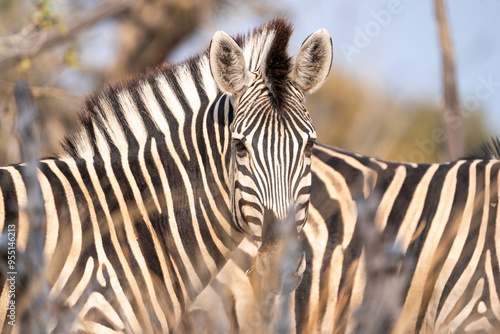 Photography zebra in the wild