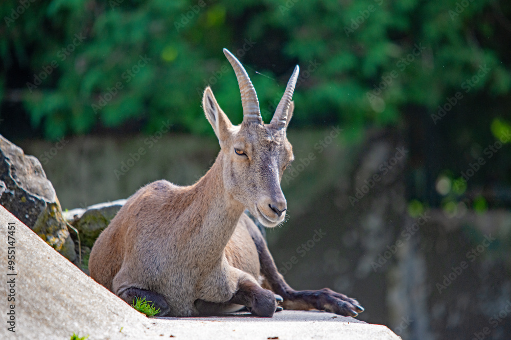 Fototapeta premium Majestätischer Steinbock im Augsburger Zoo