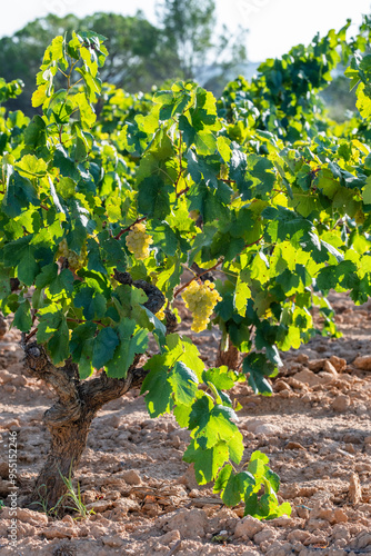 This image shows a lush vineyard with thriving green leafy grapevines under bright sunlight, highlighting the verdant growth and healthy vine development in a scenic rural setting in Penedes Spain photo