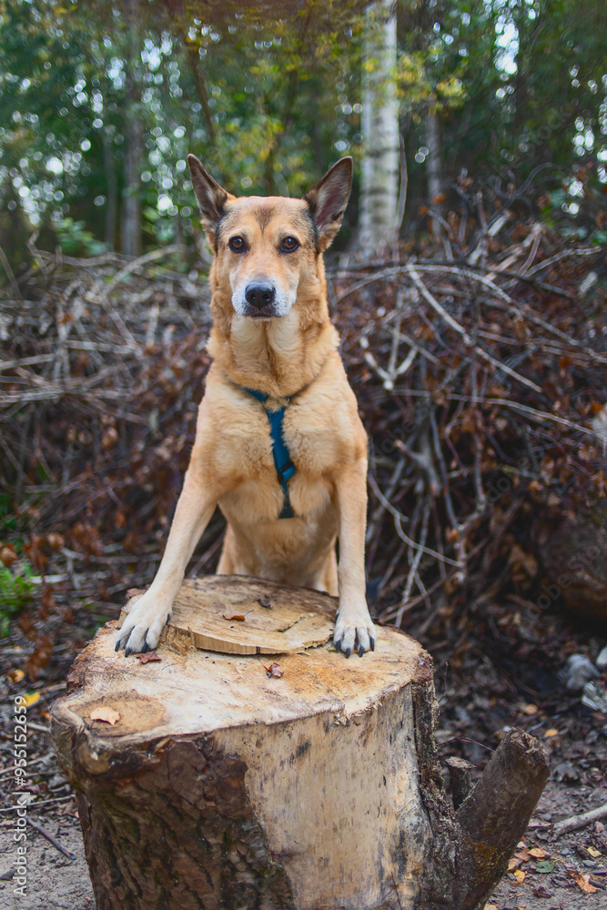Young dog in an autumn forest. Front paw lies on a log. Young dog in an autumn forest. Front paw lies on a log.