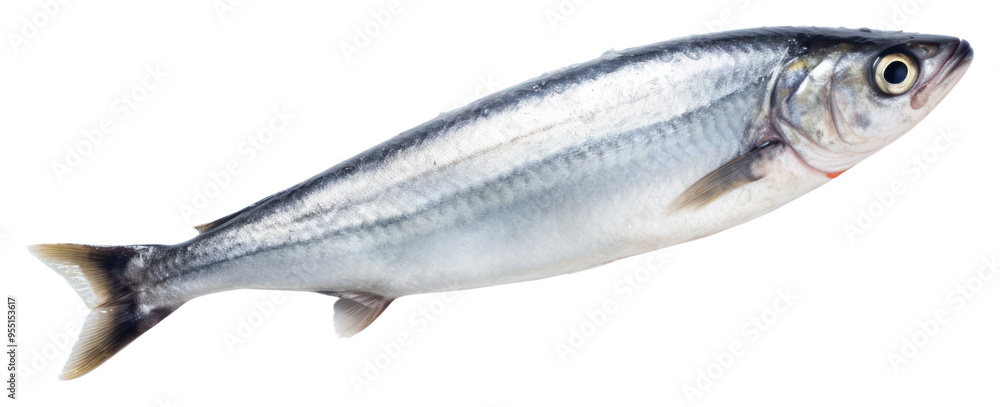 PNG Hand hold dead mackerel fish seafood sardine animal. PNG Hand hold dead mackerel fish seafood sardine animal.