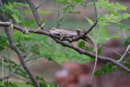 Chameleons on the tree branch. It is a reptile animal. It is an animal of the  Chamaeleonidae family. Its other name chamaeleons. This animal is master at changing colors.