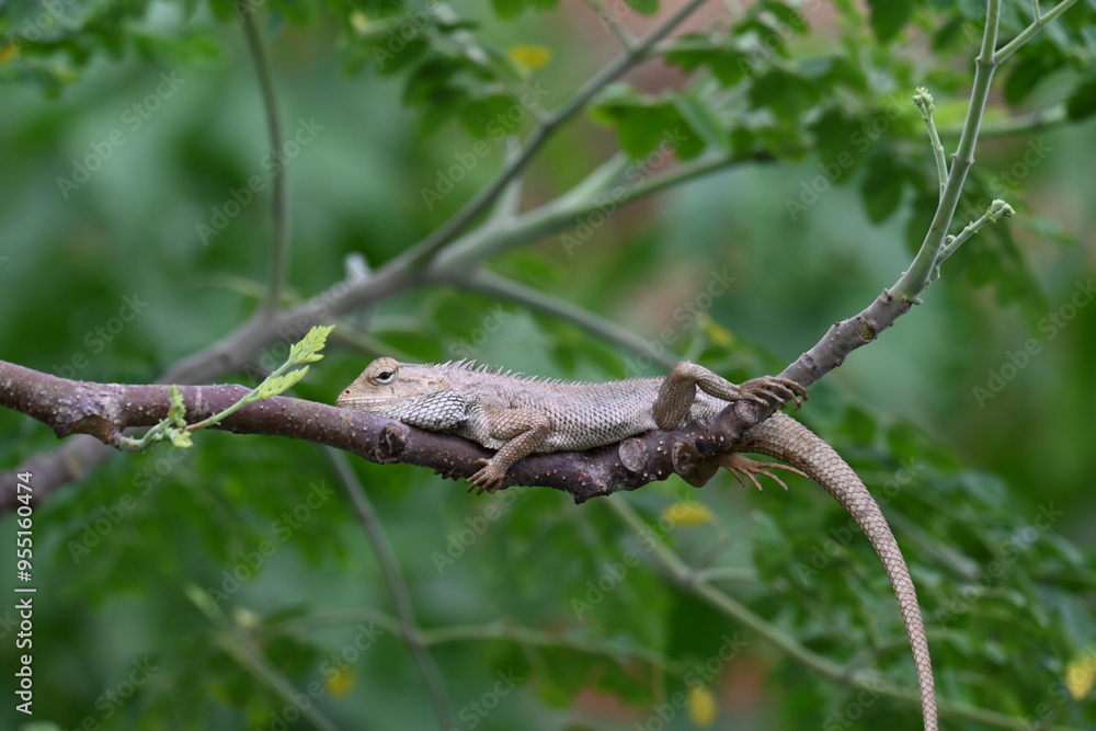 Chameleons on the tree branch. It is a reptile animal. It is an animal of the Chamaeleonidae family. Its other name chamaeleons. This animal is master at changing colors. Chameleons on the tree branch. It is a reptile animal. It is an animal of the Chamaeleonidae family. Its other name chamaeleons. This animal is master at changing colors.
