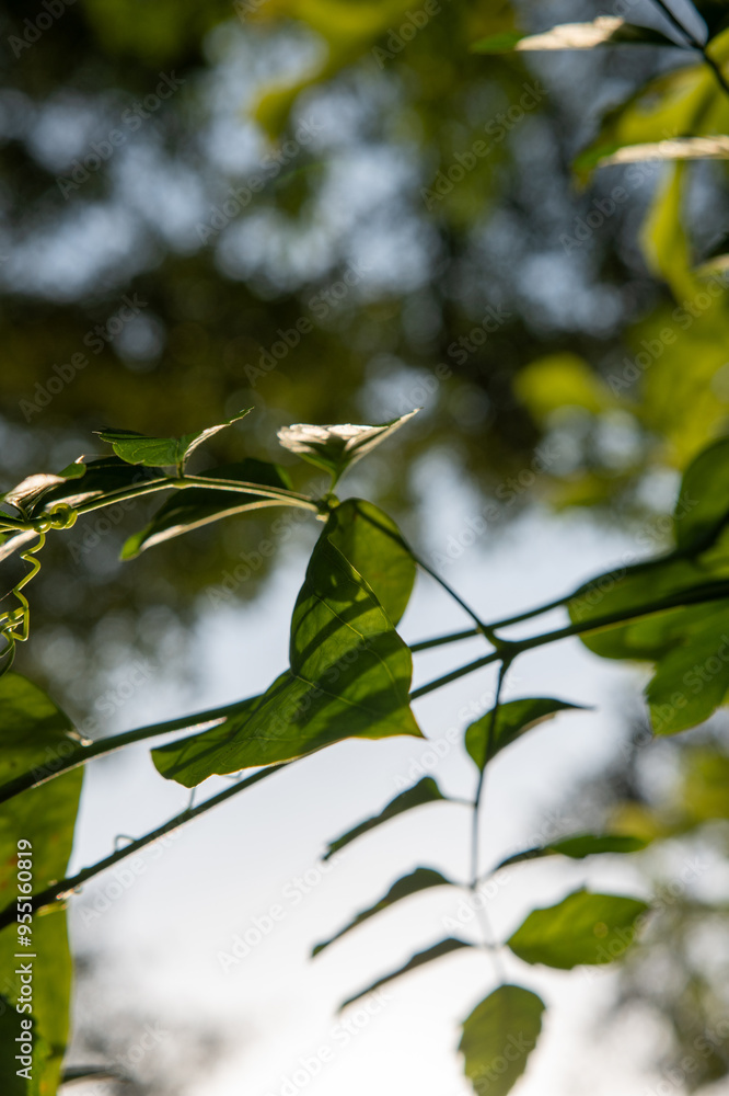 Obraz premium leaves of the sky