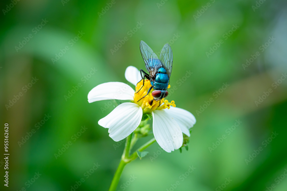 housefly or blue bottle fly that perched on leaves and tree trunks in a park