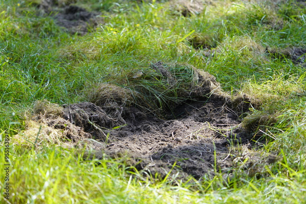 Here wild boars (Sus scrofa), also known as the wild swine, have searched for food in the forest floor and disturbed the soil. Priborn, Mecklenburg-Vorpommern, Germany,
Here wild boars (Sus scrofa), also known as the wild swine, have searched for food in the forest floor and disturbed the soil. Priborn, Mecklenburg-Vorpommern, Germany,