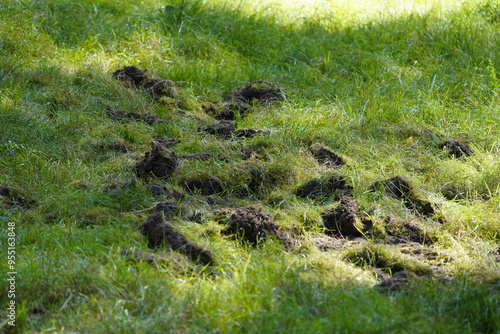 
Here wild boars (Sus scrofa), also known as the wild swine, have searched for food in the forest floor and disturbed the soil. Priborn, Mecklenburg-Vorpommern, Germany,
