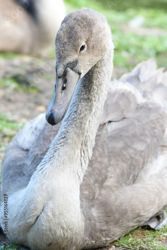 Young swan from the front