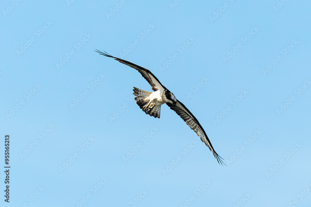 Obraz premium Balbuzard pêcheur, Pandion haliaetus, Western Osprey