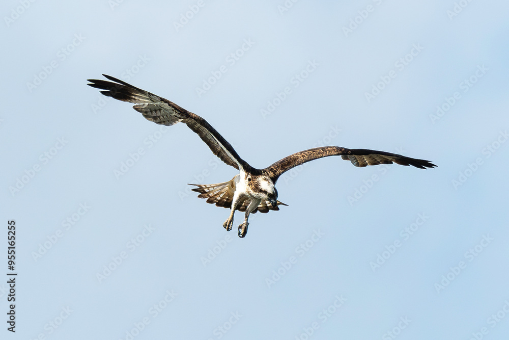 Balbuzard pêcheur, Pandion haliaetus, Western Osprey Balbuzard pêcheur, Pandion haliaetus, Western Osprey
