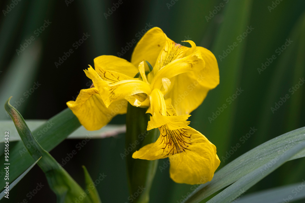 Fototapeta premium Iris pseudacorus, Iris des marais