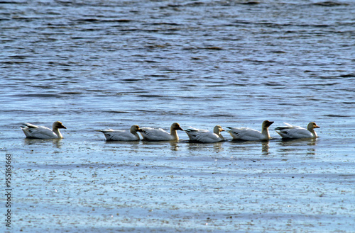 Oie des neiges,.Anser caerulescens, Snow Goose, migration, Réserve du Cap Tourmente, Quebec, Canada